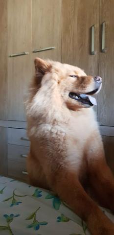 Chow chow femea procura um namorado - Foto 2