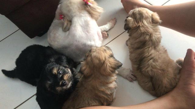 Filhotes de Lhasa Apso puro - Foto 4