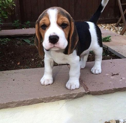 Beagle mini 13 polegadas * Venâncio - Foto 2