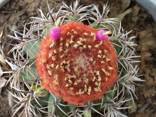 Sementes de Coroa de frade (Cacto Melocactus) - Foto 2