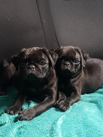 Filhotes Pug fêmeas - Foto 4