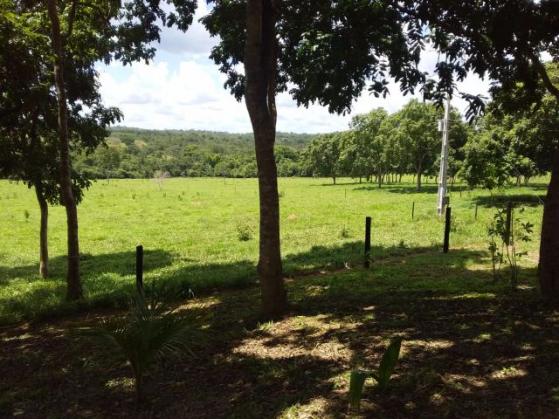Fazenda toda formada de 5 alqueires no sapé - Foto 4