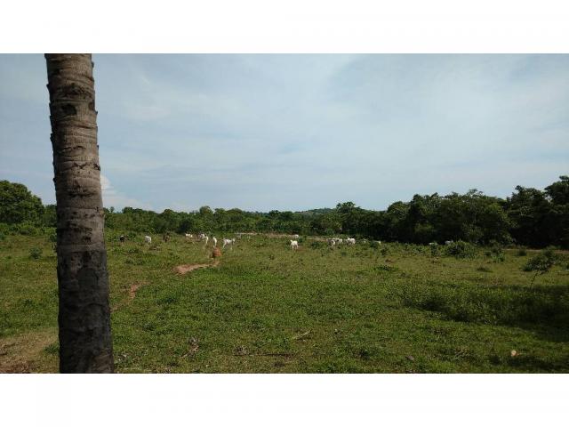 Chácara à venda em Zona rural, Acorizal cod:19544 - Foto 10