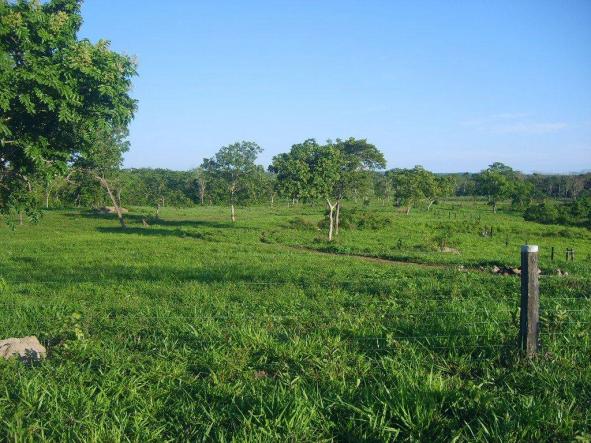 Chácara à venda em Zona rural, Nossa senhora do livramento cod:21342 - Foto 7