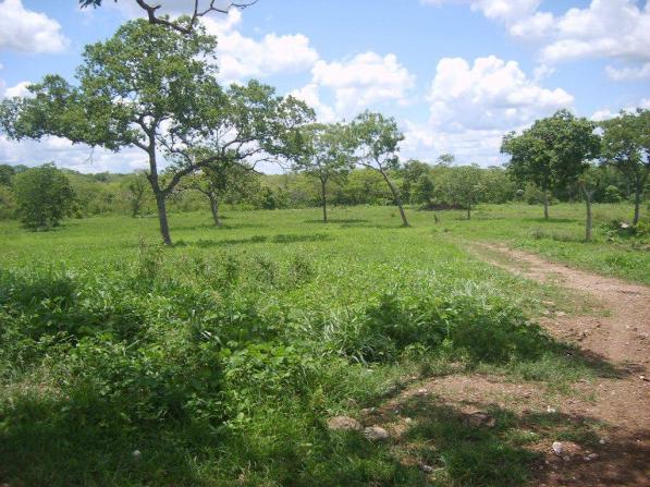 Chácara à venda em Zona rural, Nossa senhora do livramento cod:21342 - Foto 2