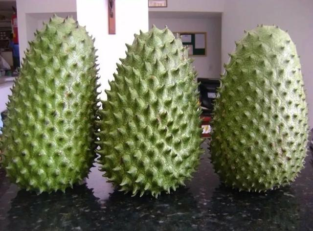 Sementes de graviola gigante - Foto 2