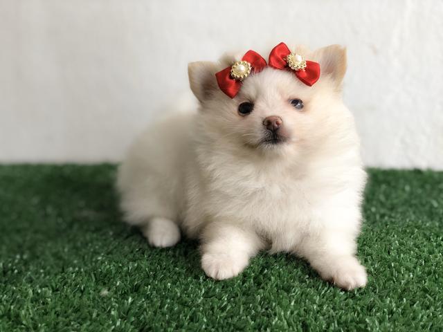 !!! Ofertas !!! Lulu da pomerania anão femeas - Foto 3