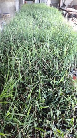 Mudas de Tifton 85 Pasto Pastagem Feno Silagem Forragem - Idealfarm - Foto 4