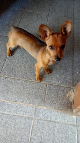 Venda se um Pinscher