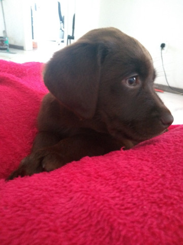 Labrador Chocolate fêmea