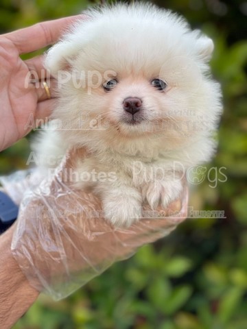 Spitz Alemão, filhotes com garantias especiais!! - Foto 2