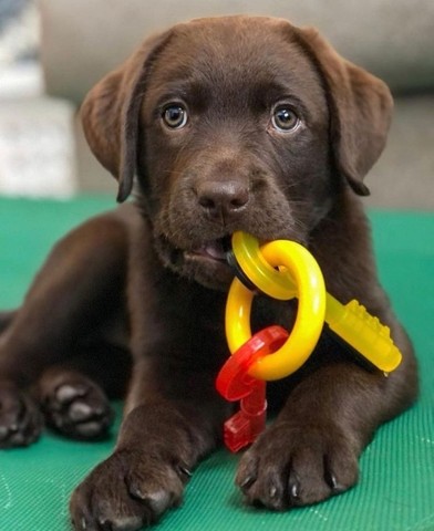 Labrador lindos filhotes disponível a pronta entrega