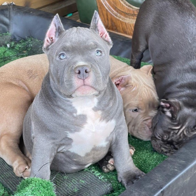 American Bully   lindos filhotes disponível a pronta entrega