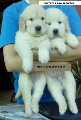 Golden Retriever : Machos Diferenciados Linhagem de Campeoes C/Pedigree