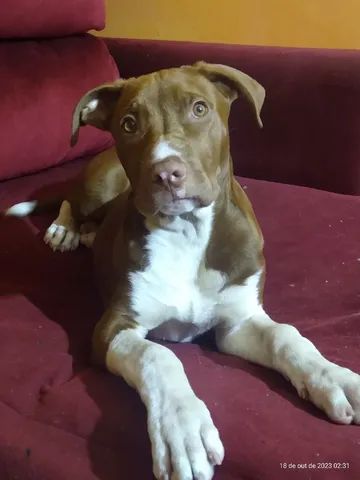 Vendo filhote de Pitbull. 4 meses.  - Foto 2