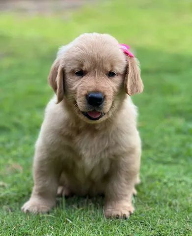 Filhotes de Golden Retriever - PB - Foto 4