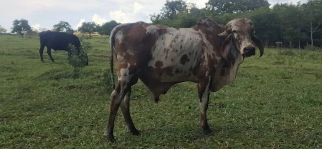 Vendo Tourinho gir leiteiro bisneto do Sansão em Abadia de Goiás  - Foto 4