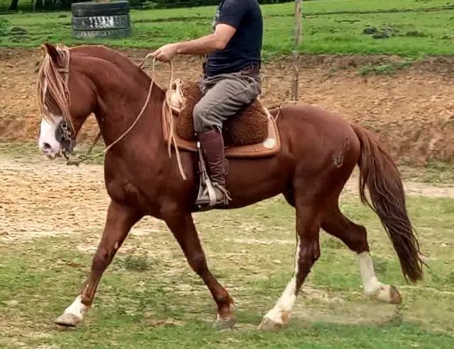 Cavalo Crioulo Jovem com Treinamento de Qualidade - Pronto para Qualquer Desafio