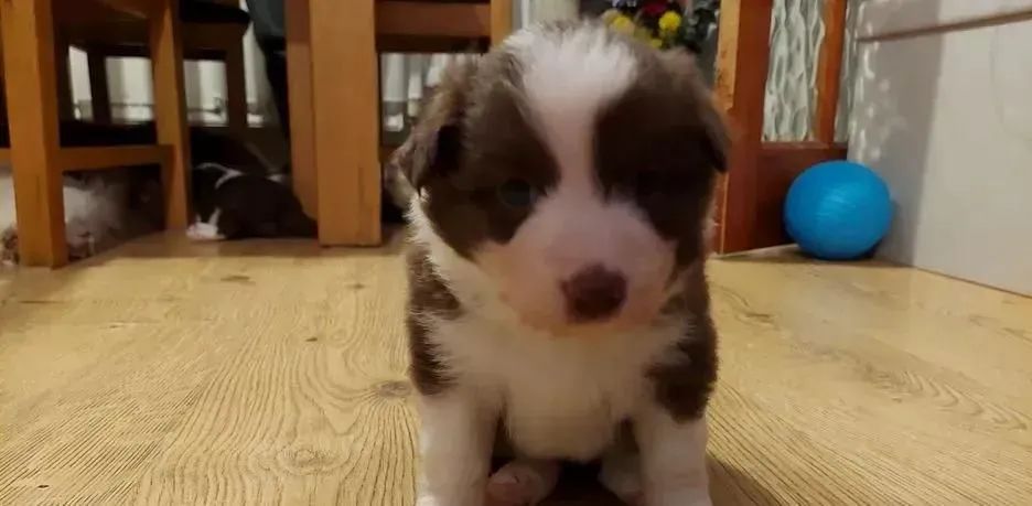 Border Collie disponíveis macho e fêmea  - Foto 2