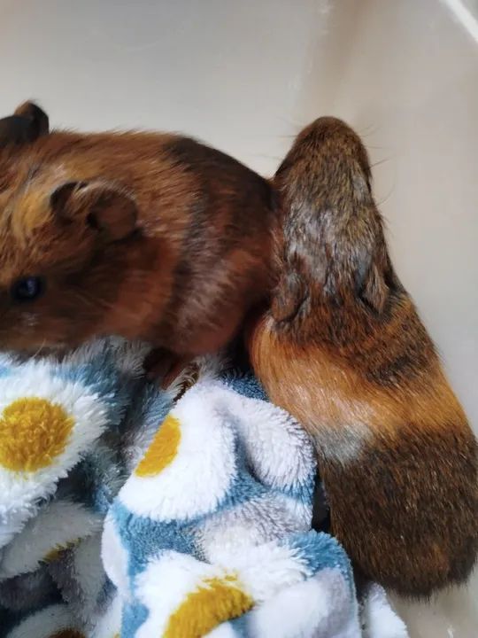 Filhote Porquinho da Índia  - Foto 2