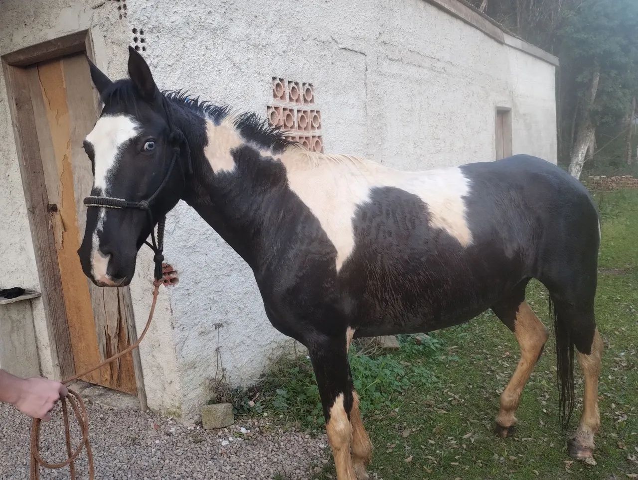 Égua Paint horse  - Foto 2