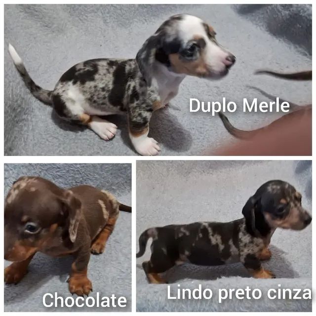 Duplo shop merle dachshund