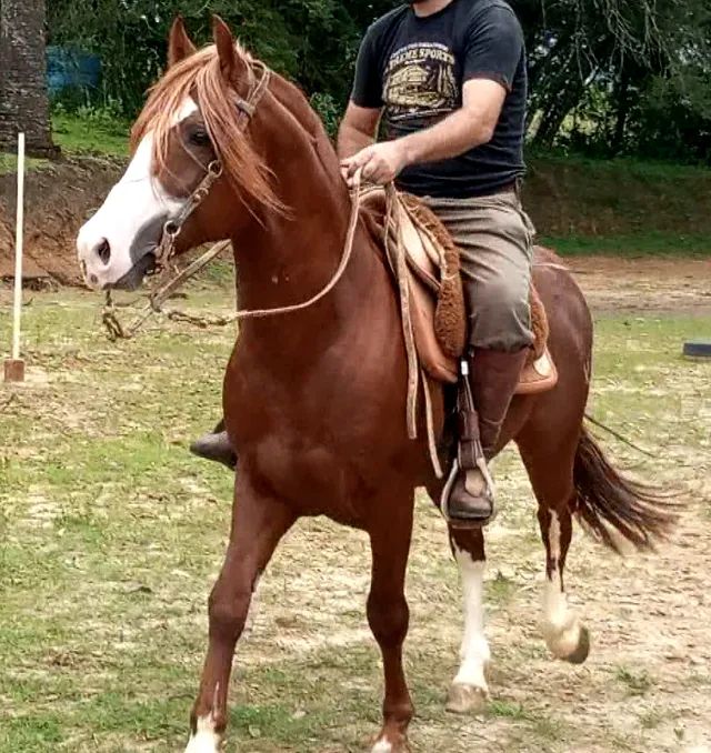 Cavalo Crioulo Jovem com Treinamento de Qualidade - Pronto para Qualquer Desafio - Foto 2