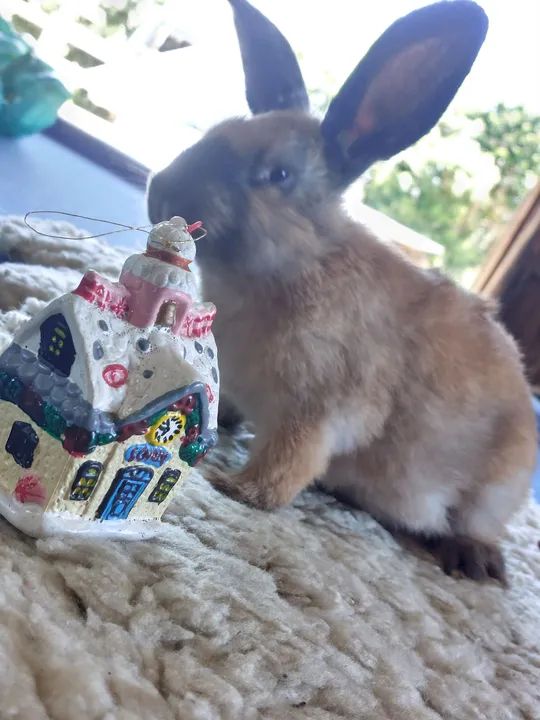 Linda coelha Menina Chocolate com a Fuça preta e orelhas pretas - Foto 2