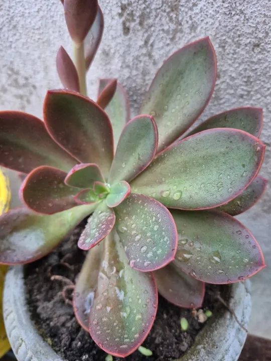 Mudas de suculentas  - Foto 4