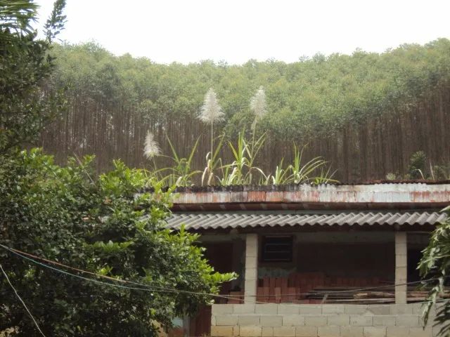 12.200 pés de eucalipto - Foto 2