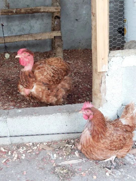 Ovos galados de galinhas caipira - Foto 4