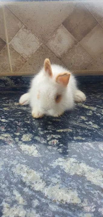 Filhote coelho Lionhead  - Foto 2