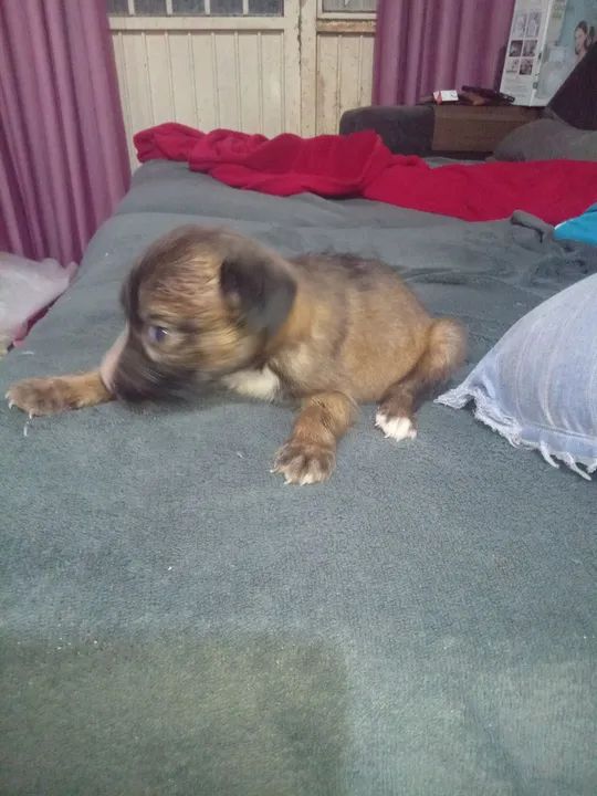 Filhotes de raça não definida - Foto 4