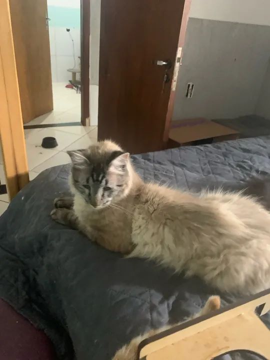 Gatinho fofo e carinhoso para adoção - Foto 2