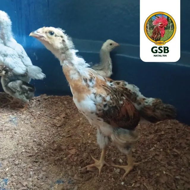 Promoção! Galinha GSB Sertaneja Balão - Pintos e ovos a venda - Foto 4