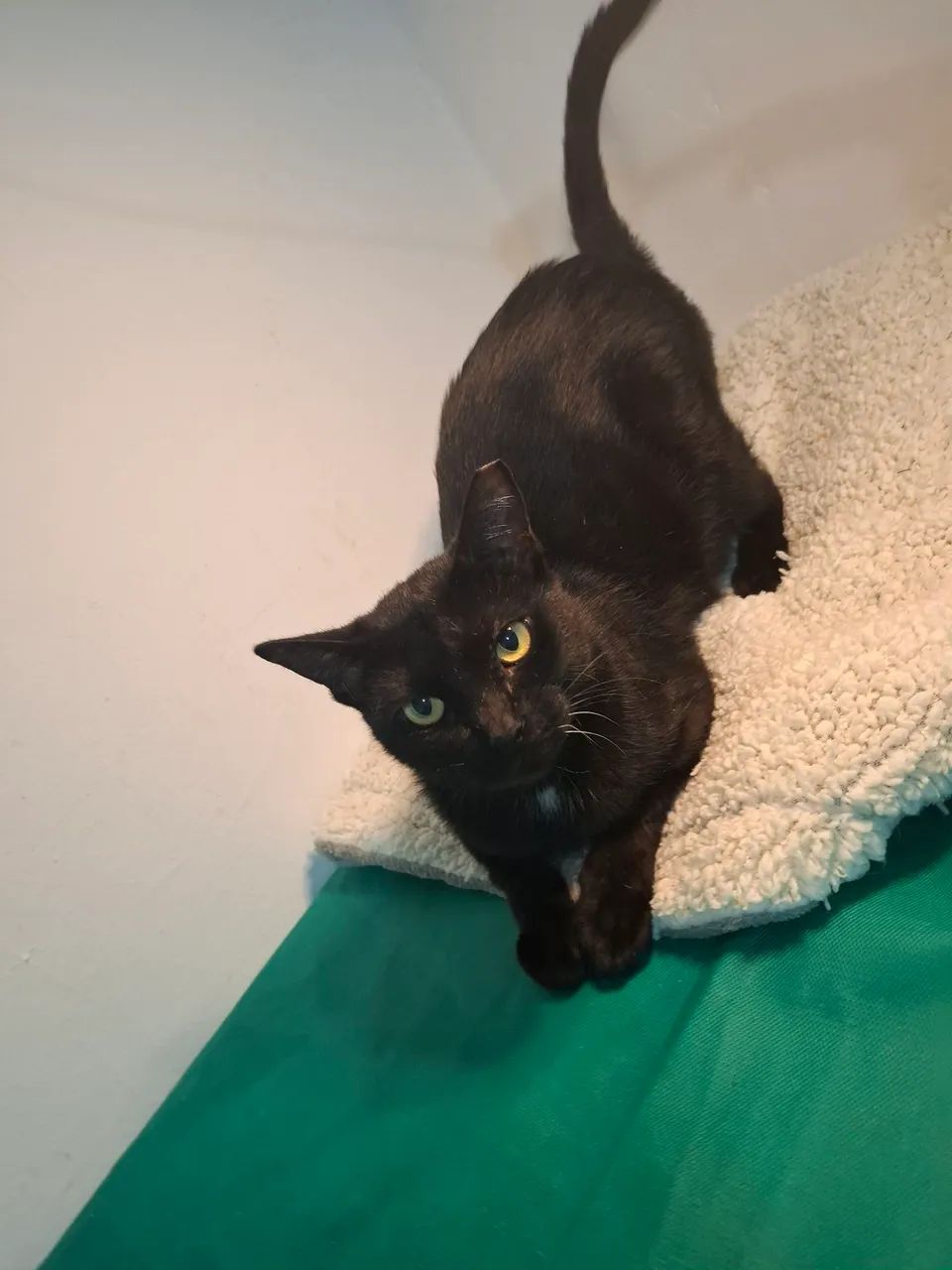 Adote  sem preconceito  - Foto 4