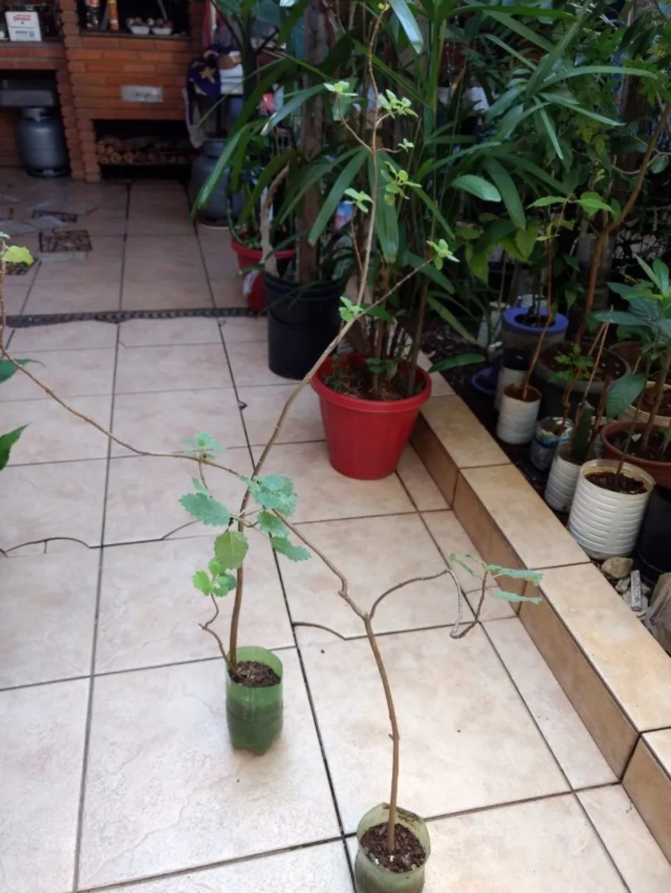 Vendo Mudas de Mirra ( Planta Incenso ) - Guarulhos - Foto 4