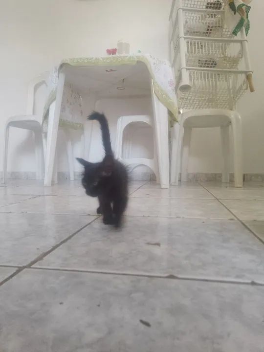 Gatinho  - Foto 5
