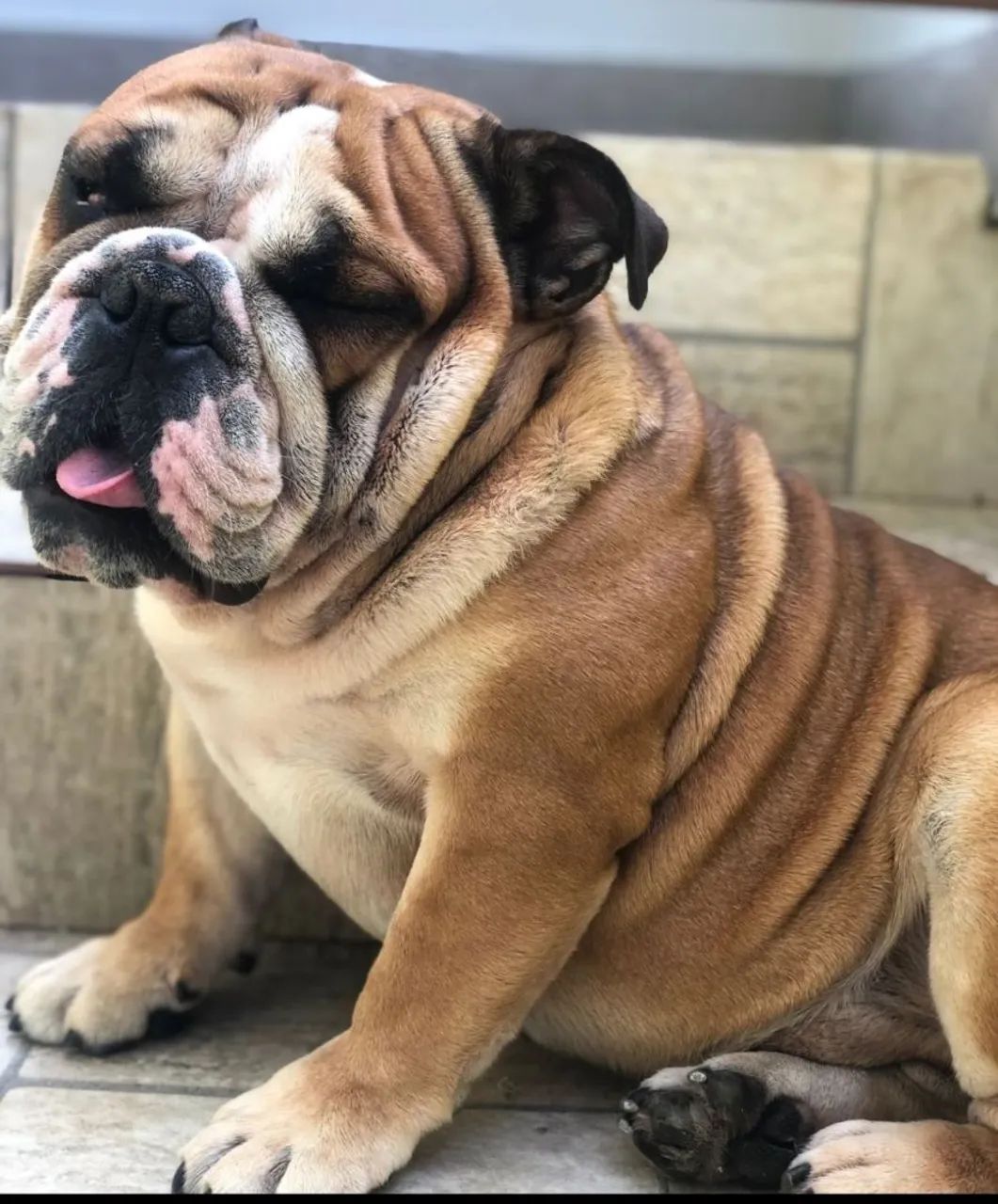 Filhote de Bulldog Inglês. - Foto 4