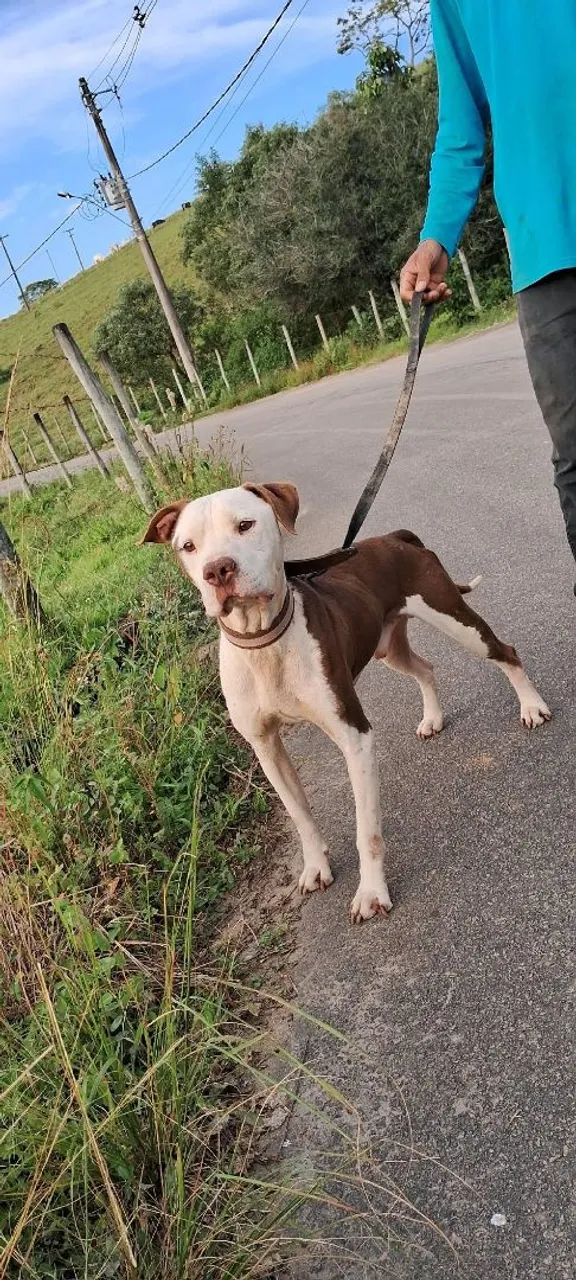 Pitbull super dócil para Adoção