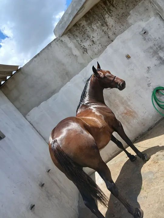 Vedo cavalo iniciado na esteira 