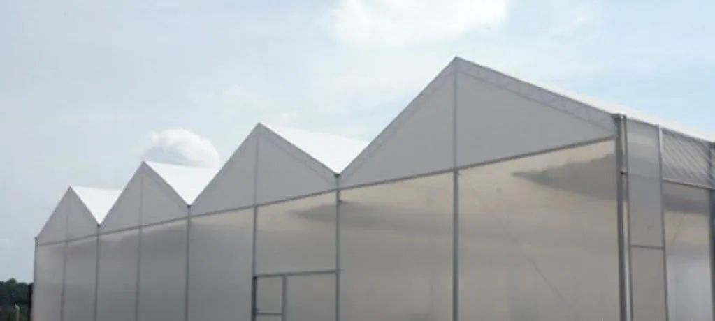 Lona Difusor Estufa agrícola 150 micras 12m larg 60 comp proteção UV Coverfilm - Foto 6