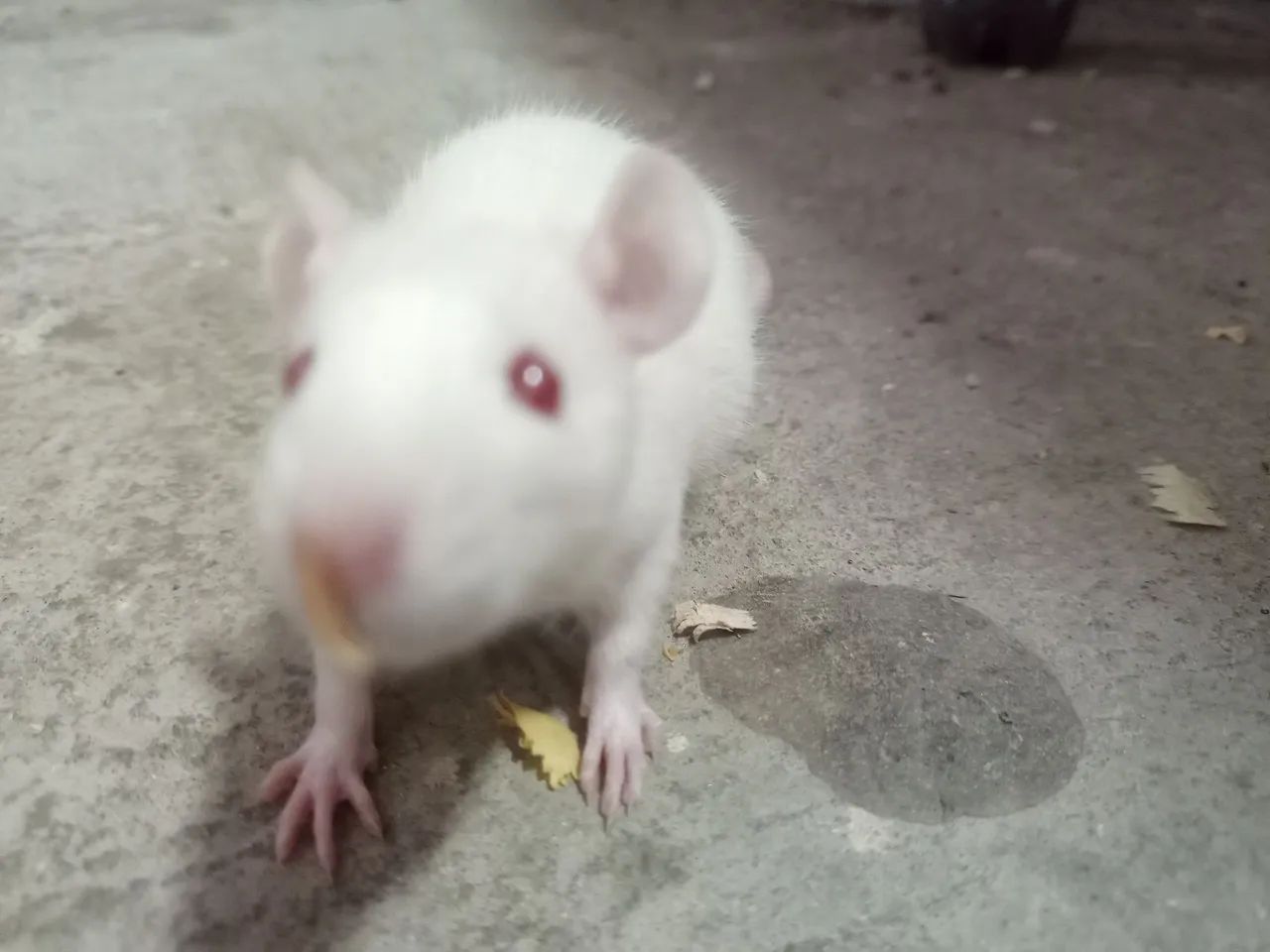 Female Twister63824580232833120