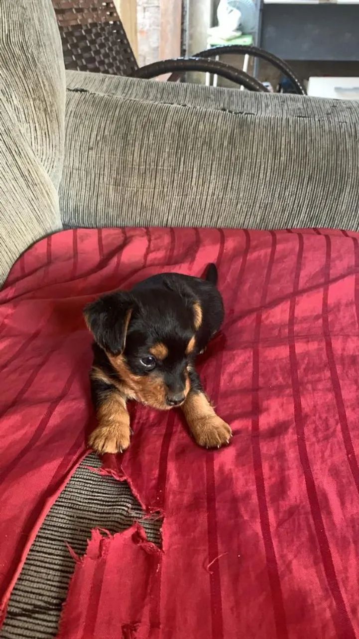 Yorkshire Terrier fêmea  - Foto 2