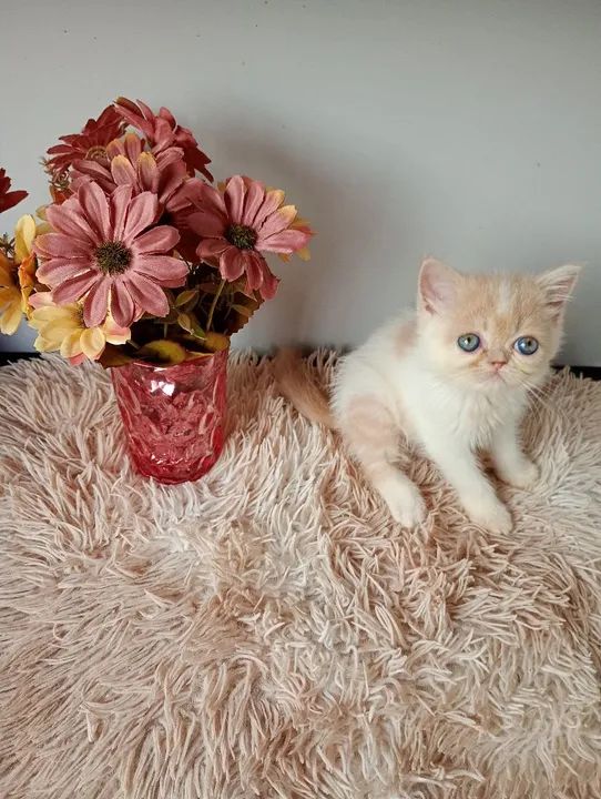Gatinho Persa com olhos azu