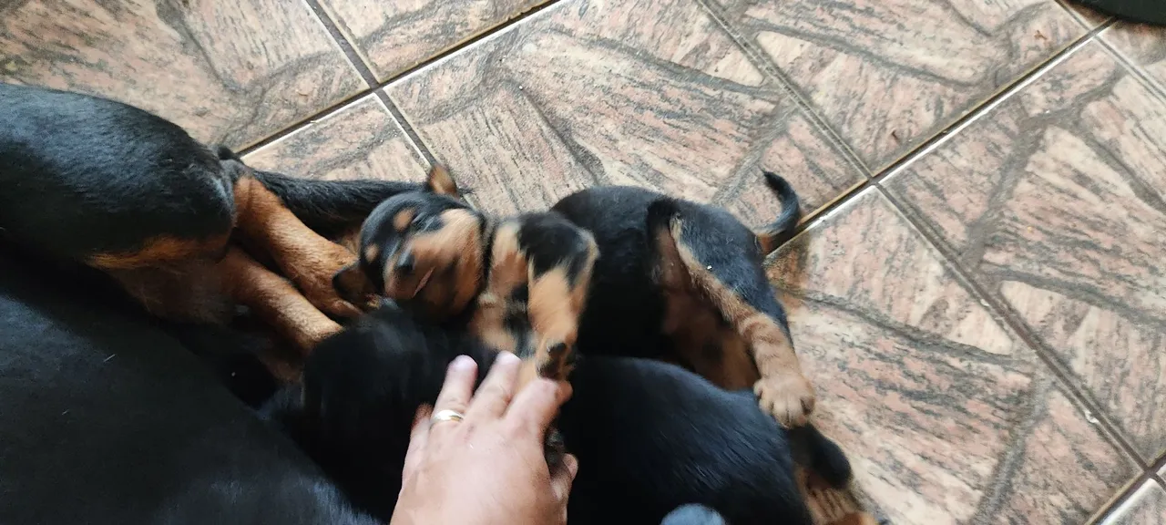 Filhotes de Rottweiler para Vender!