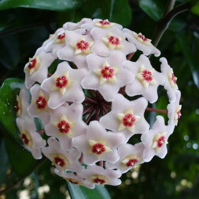 Roya carnosa - flor de cera - Porto Alegre RS 