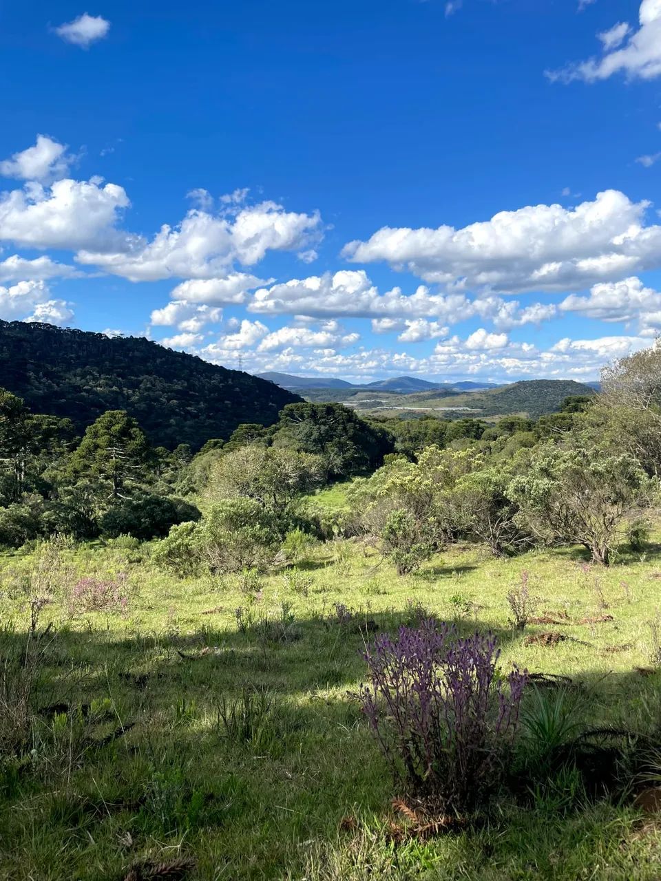 Terreno de altitude com 24 hectares à venda em Urubici/ São Joaquim. - Foto 3