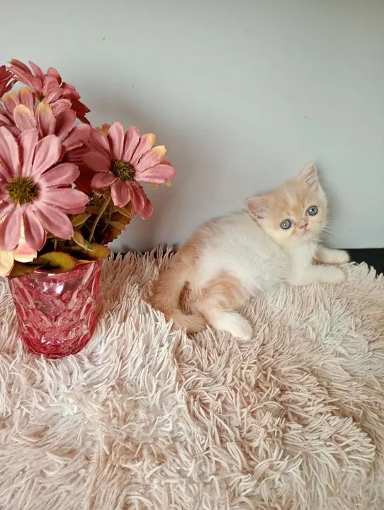Gatinho Persa com olhos azu - Foto 3