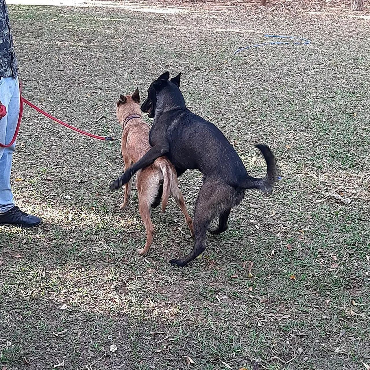Cobertura de Pastor belga de malinóis - Foto 6
